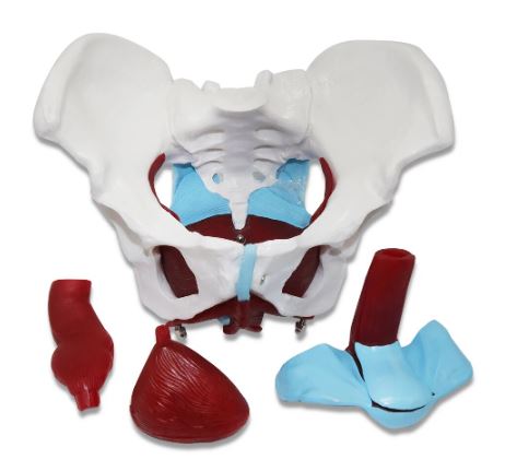 Modelo anatomico Musculo pelvis azul II (1)