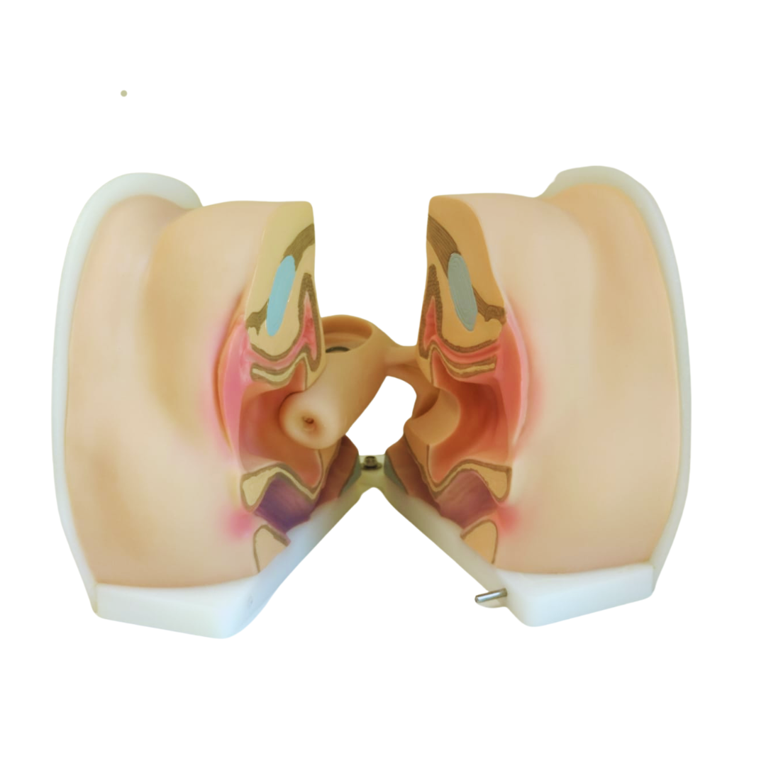 MODELO ANATÓMICO VAGINA SILICONA APERTURA SAGITAL