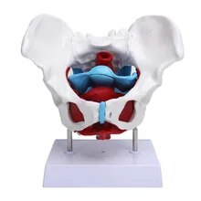 Modelo anatomico Musculo pelvis azul II