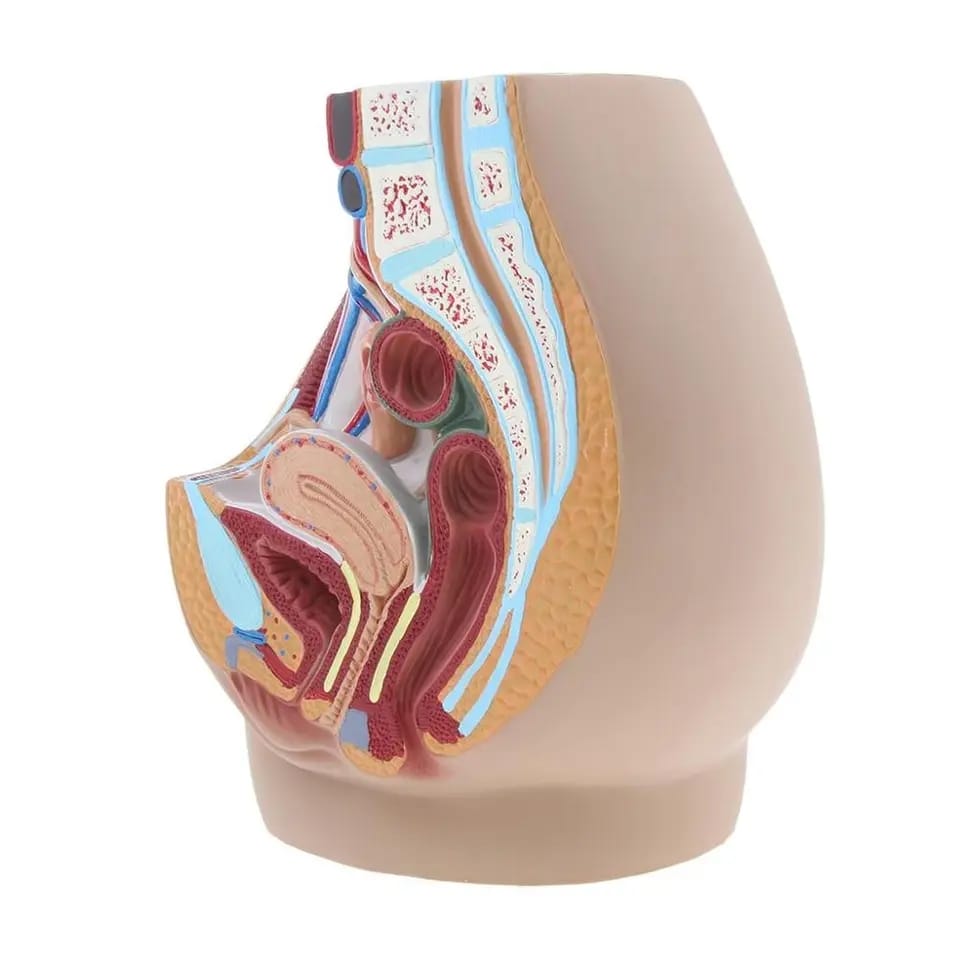 Modelo vaginal Sagital