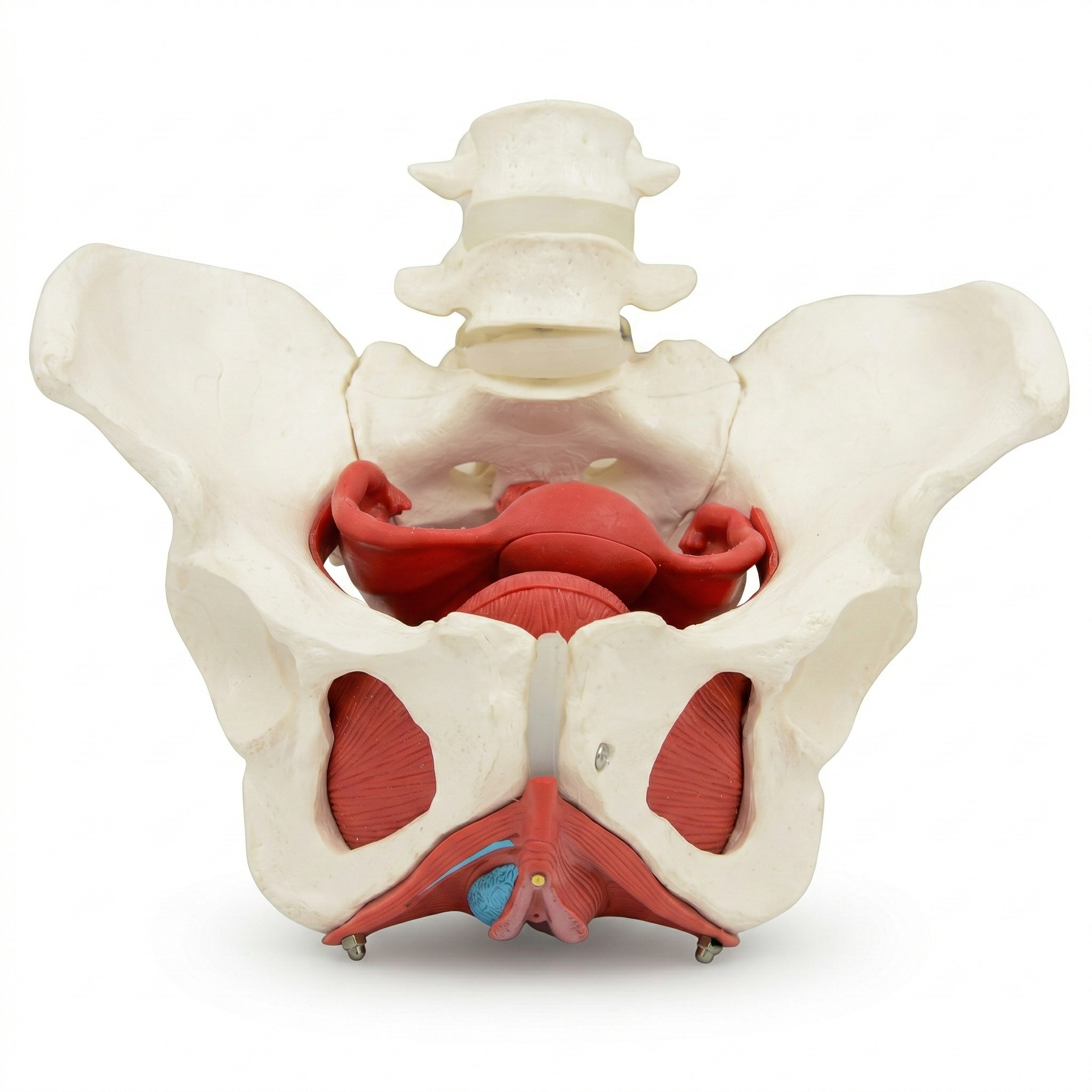 MUSCULO PELVIS I