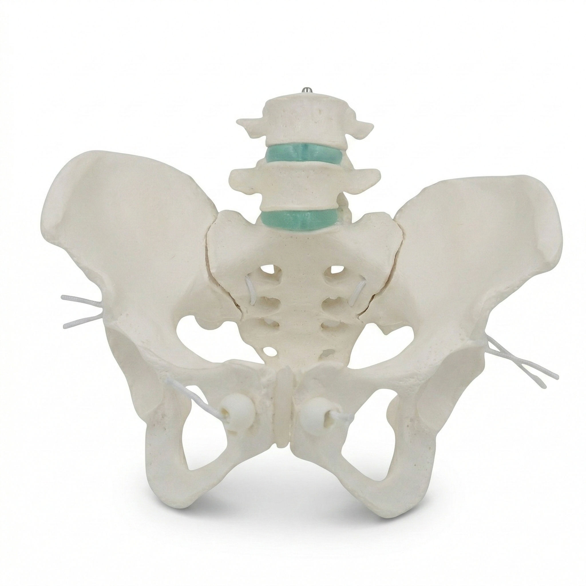 PELVIS CON ELÁSTICO
