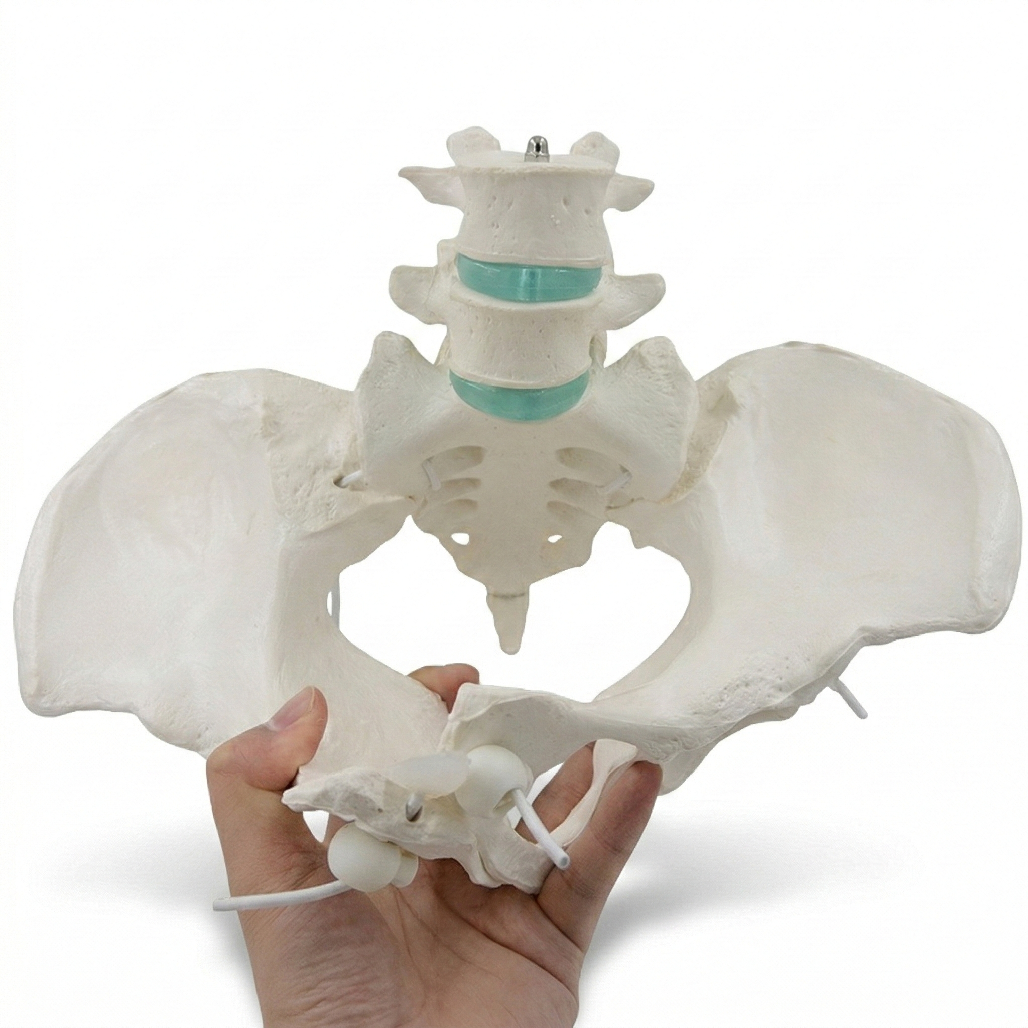 PELVIS CON ELÁSTICO
