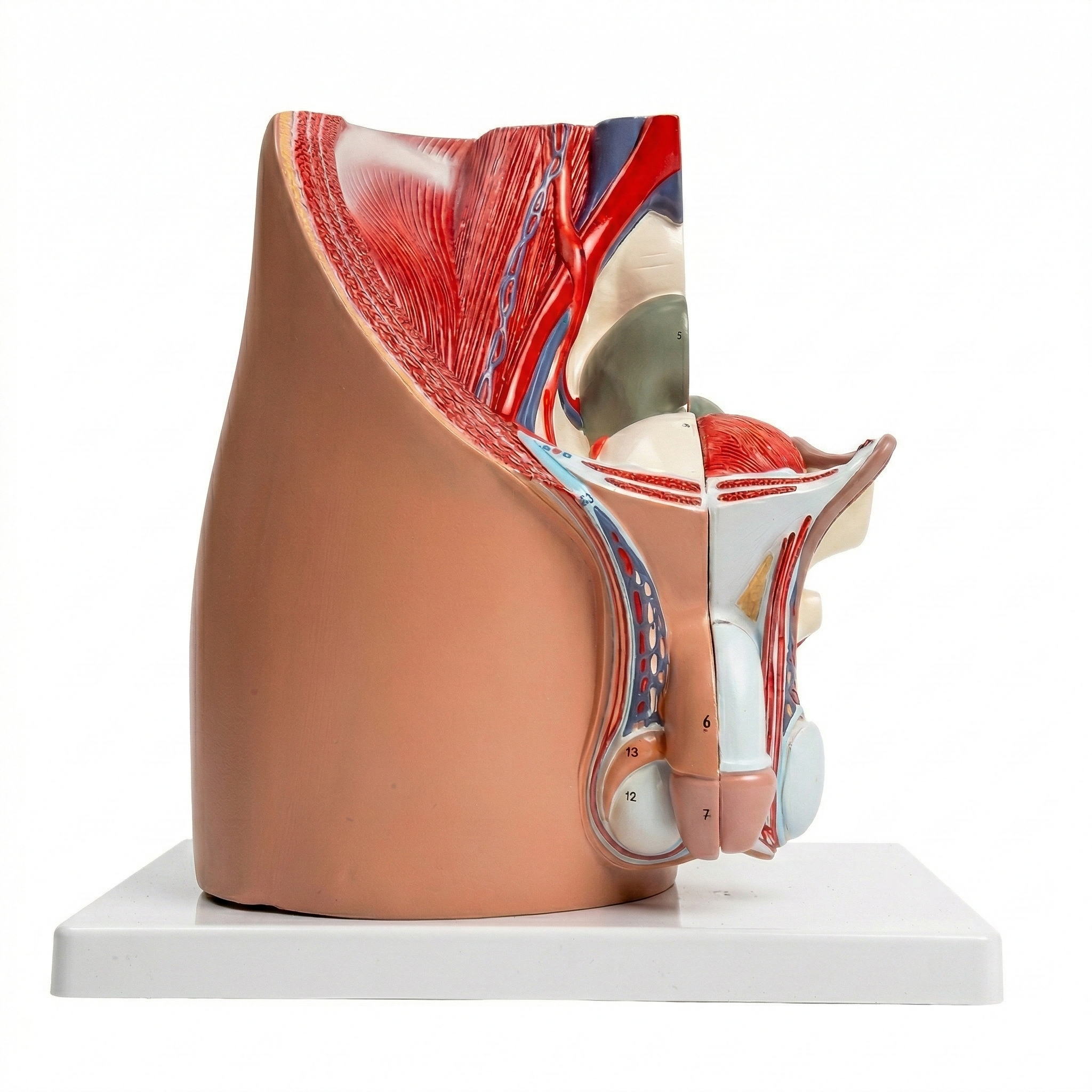 Pelvis Masculina con Organos Desmontables