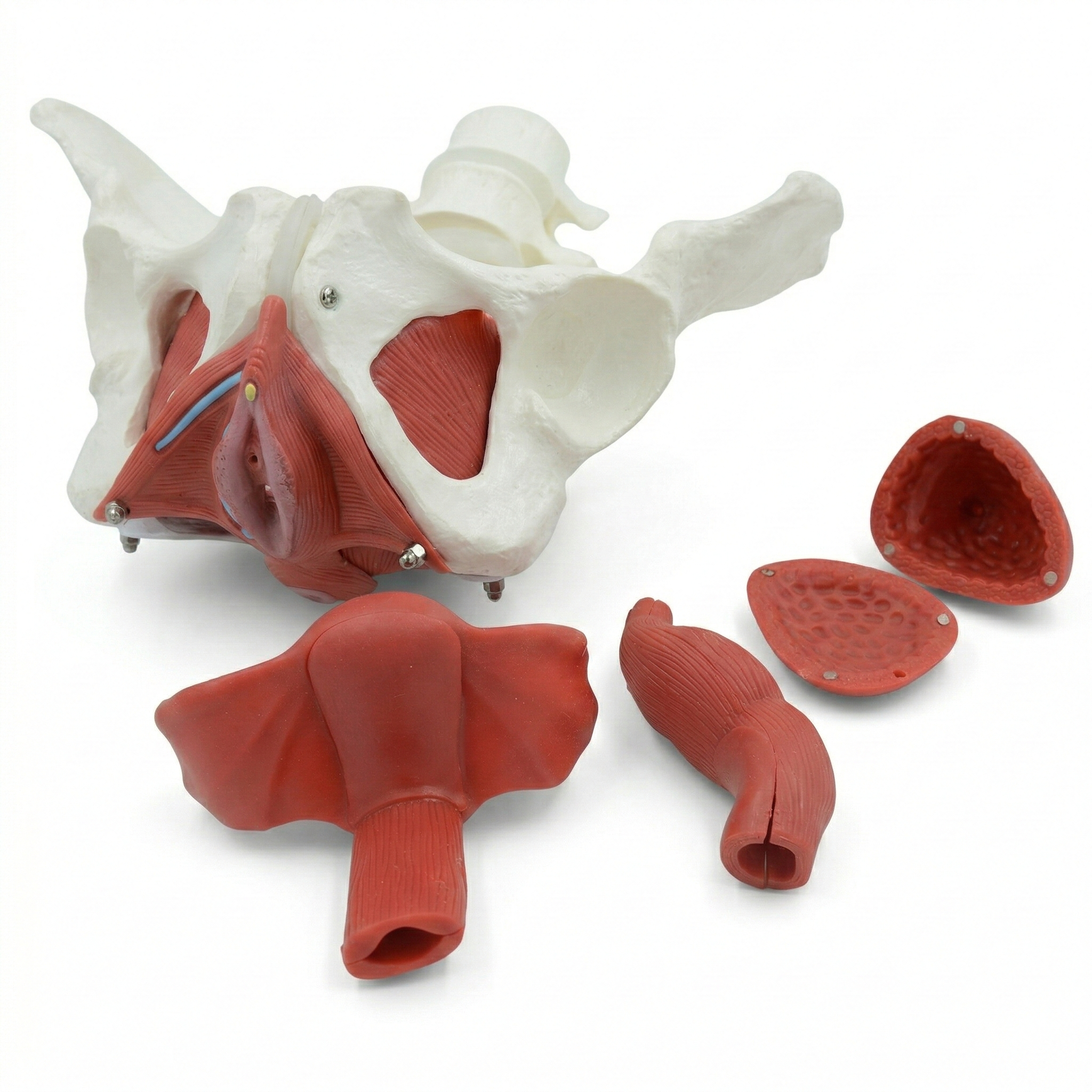 MUSCULO PELVIS I